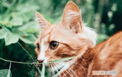 猫腹部有个大圆球硬物怎么回事 猫腹部有个大圆球硬物