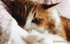 猫耳朵里有黄结块怎么回事 猫耳朵里有黄结块