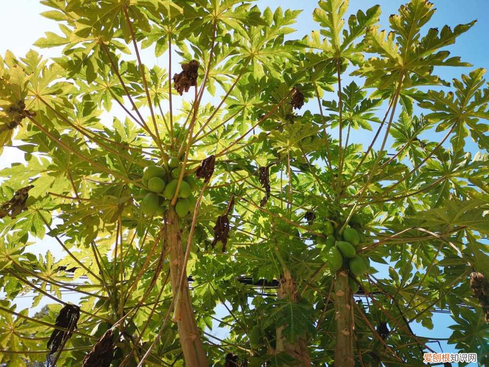 木瓜树的养殖方法和注意事项 木瓜树要如何养护