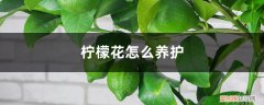 柠檬花怎样管理 柠檬花怎么养护