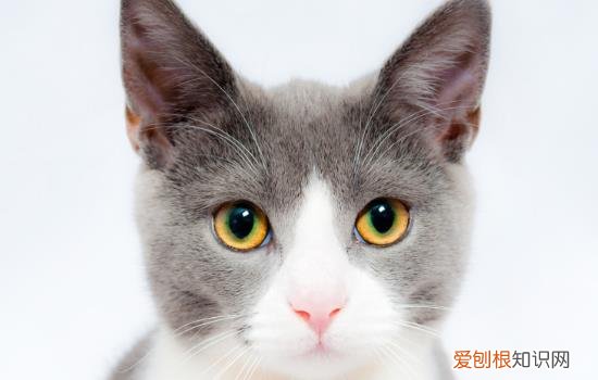 小猫一个月可以断奶了吗 猫咪一个月可以断奶了吗