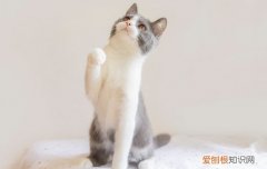 猫咪晕车怎么办 小猫晕车怎么办