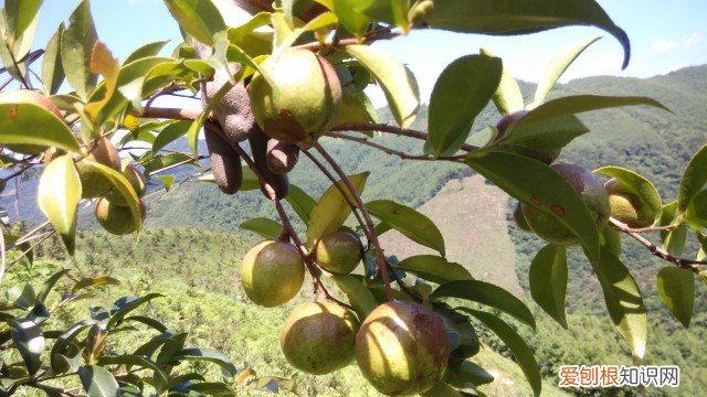 油茶树下适合种植什么 油茶树适合哪种种植