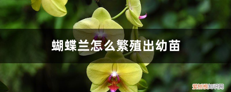 蝴蝶兰怎么繁殖出幼苗图片 蝴蝶兰怎么繁殖出幼苗
