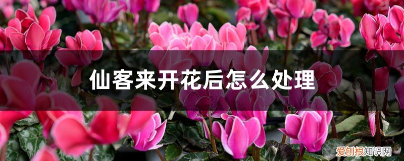 仙客来开完花以后怎么处理 仙客来开花后怎么处理