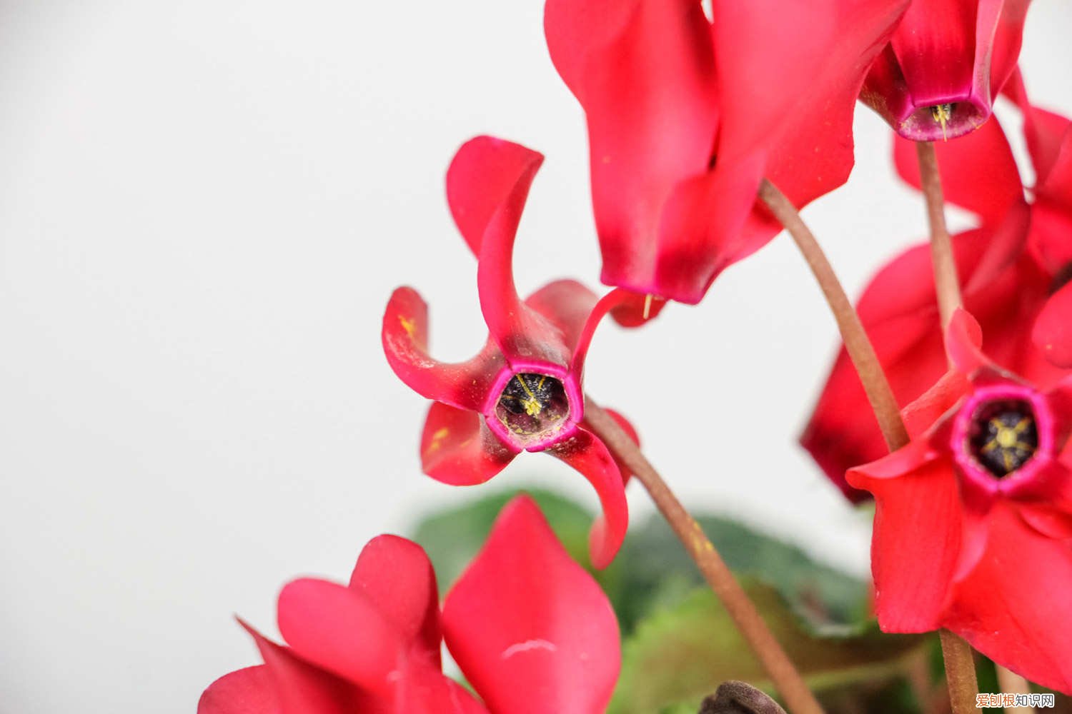 仙客来开完花以后怎么处理 仙客来开花后怎么处理