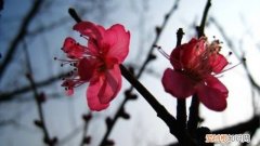 朱砂梅怎么栽 朱砂梅怎么养