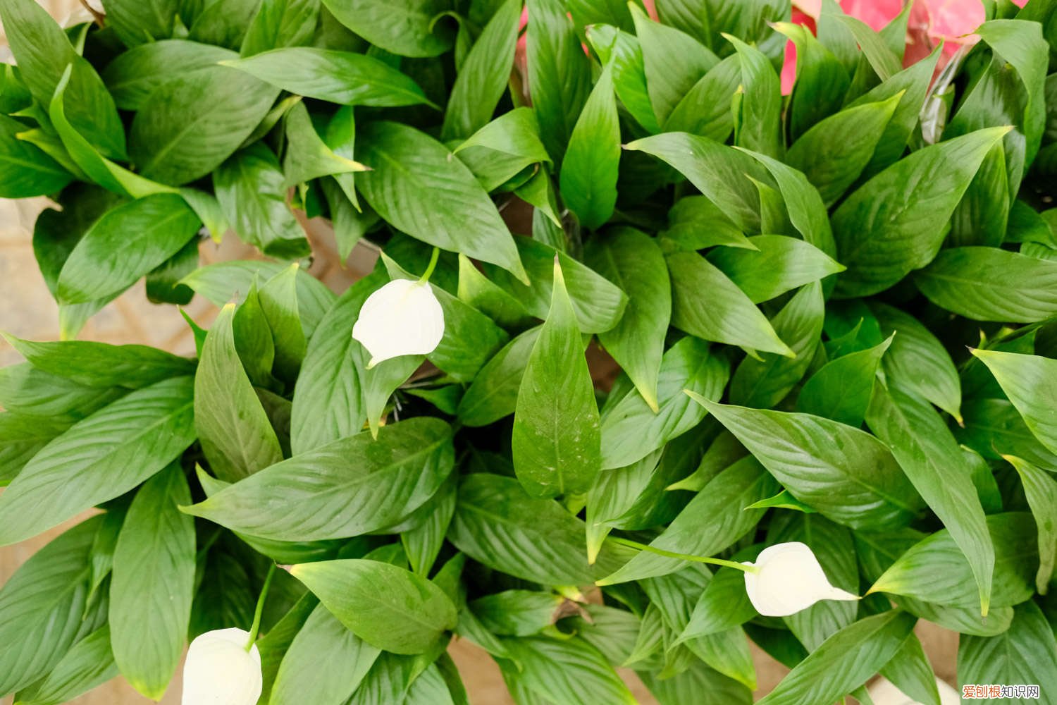 白掌的繁殖方法和注意事项 白掌如何繁殖