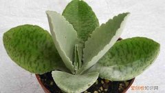 掌上什么珠 掌上珠怎么养