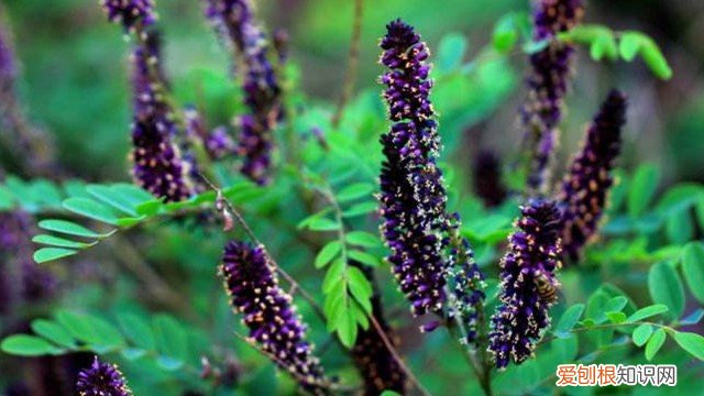 紫穗槐种植苗 紫穗槐的种植方法