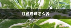 花卉红珊瑚怎么修剪 红雀珊瑚怎么养，如何修剪