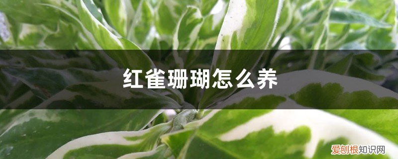 花卉红珊瑚怎么修剪 红雀珊瑚怎么养，如何修剪