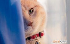 猫被跳蚤咬了会怎么样 猫被跳蚤咬了怎么办
