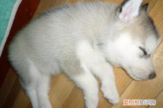 狗一般一天睡几个小时 狗狗的睡眠时间