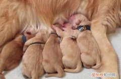 刚出生的狗狗要怎么照顾 照顾刚出生的狗狗