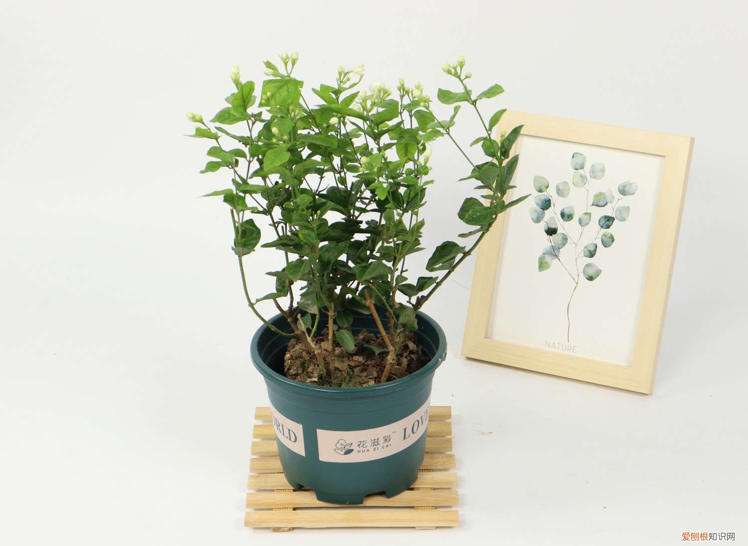 茉莉花怎么多发枝 茉莉茶花…拉根枝压土里，1盆秒变10盆，开花量惊人！