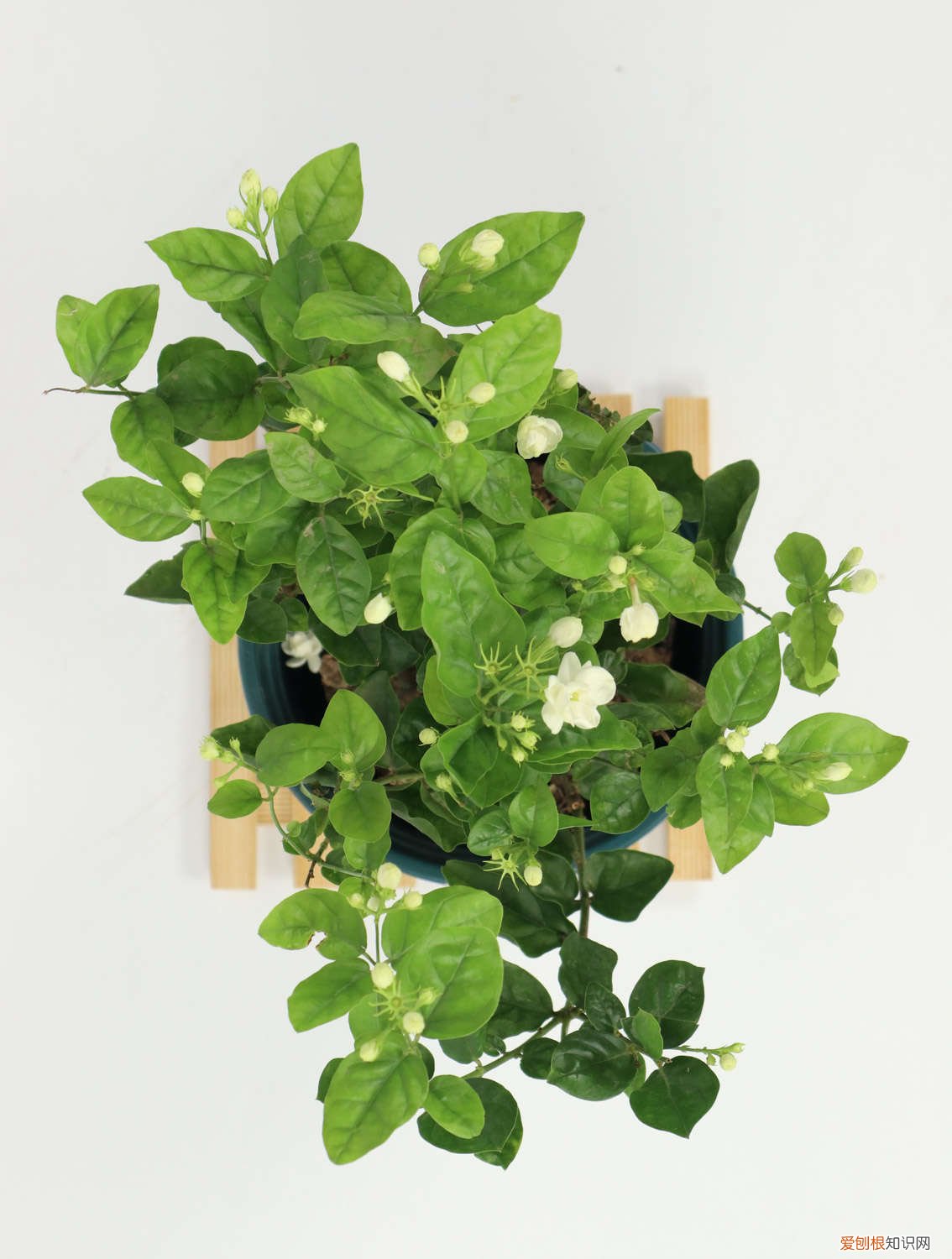 茉莉花怎么多发枝 茉莉茶花…拉根枝压土里，1盆秒变10盆，开花量惊人！