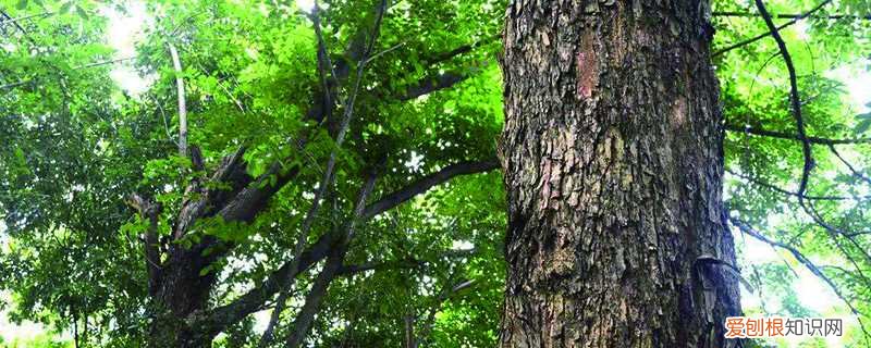 紫檀树怎么养护与管理 紫檀树怎么养