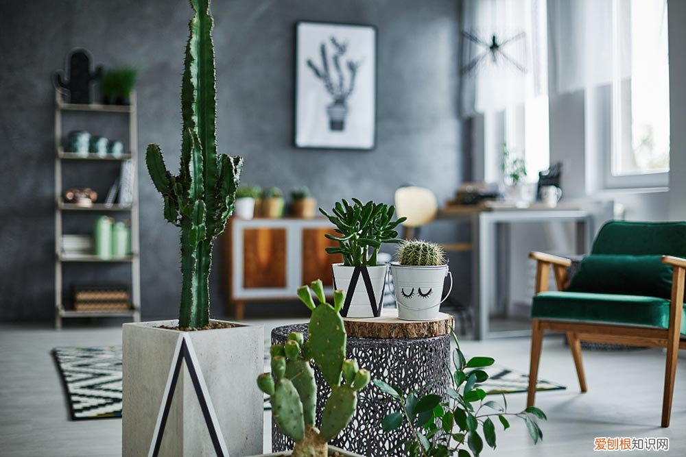 紫鹅绒怎么养 紫阳绒怎么养