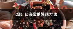 秋海棠用根茎叶什么繁殖 观叶秋海棠的繁殖方法，叶子能繁殖吗