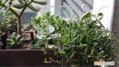 紫弦月怎样种植配土 紫弦月怎么养