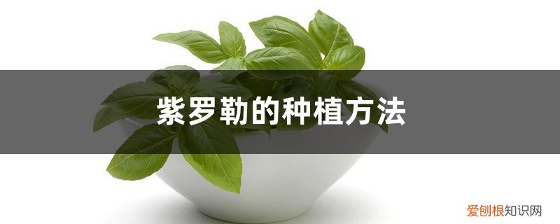罗勒种植方法和注意事项 紫罗勒的种植方法