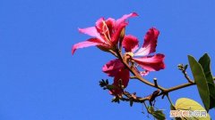 紫金花怎么繁殖后代 紫金花怎么繁殖