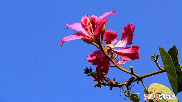 紫金花怎么繁殖后代 紫金花怎么繁殖