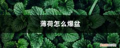 薄荷怎么爆盆视频 薄荷怎么爆盆