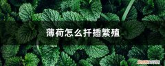 薄荷怎么扦插繁殖快 薄荷怎么扦插繁殖