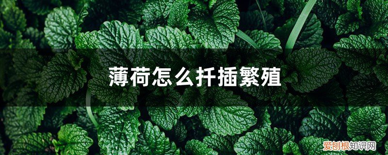 薄荷怎么扦插繁殖快 薄荷怎么扦插繁殖