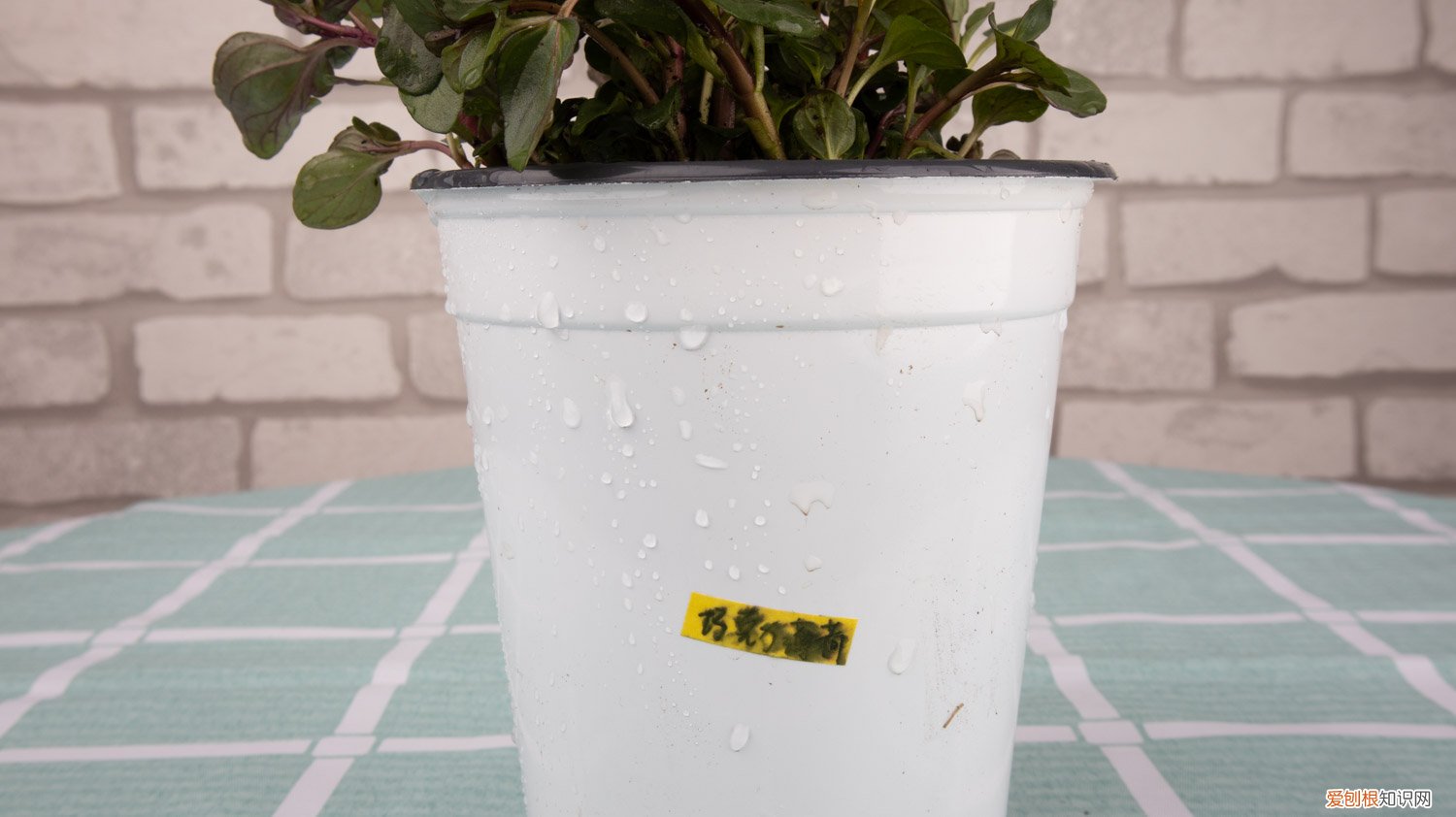 薄荷怎么移盆换盆 薄荷怎么移盆