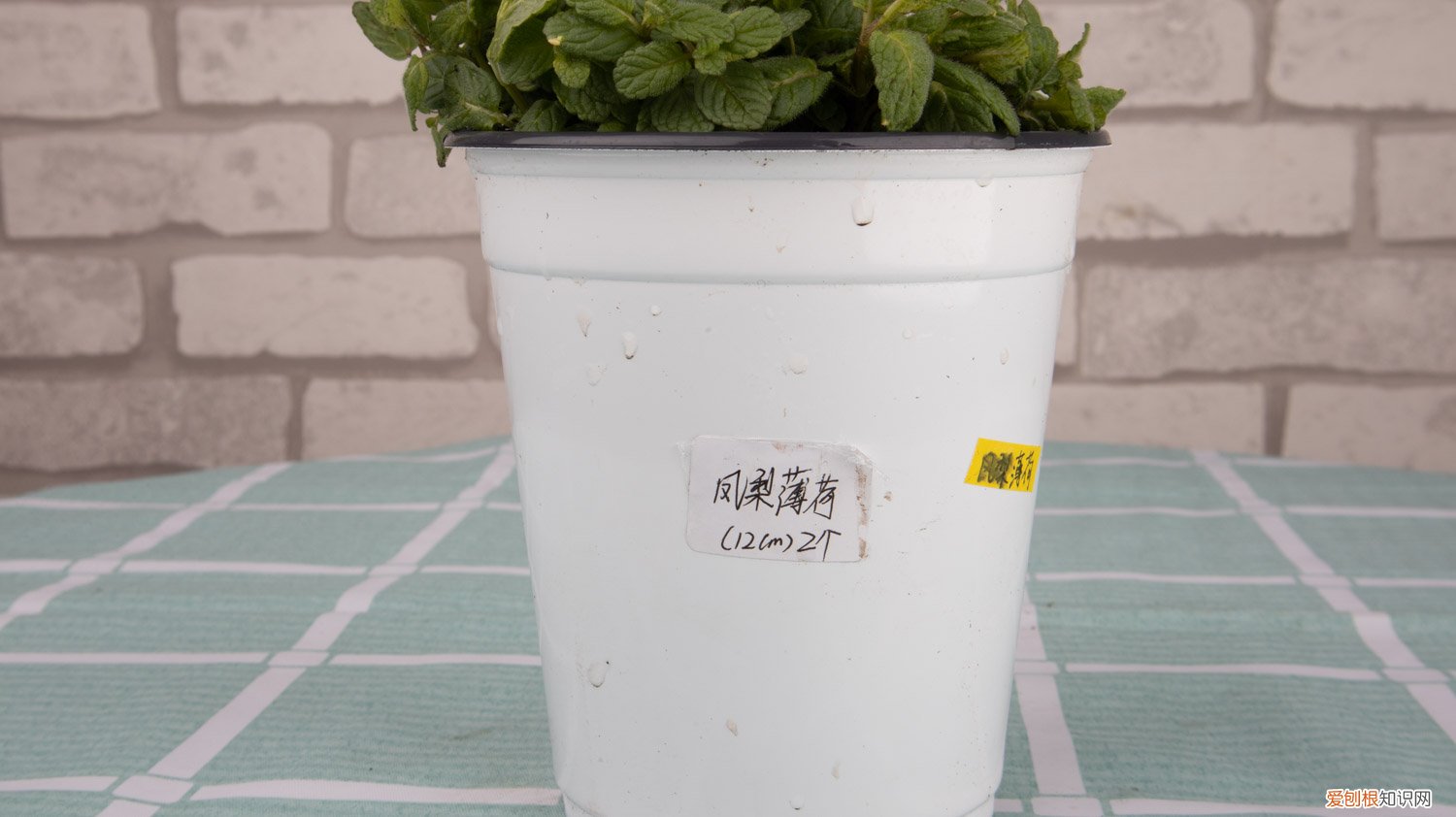 薄荷怎么移盆换盆 薄荷怎么移盆