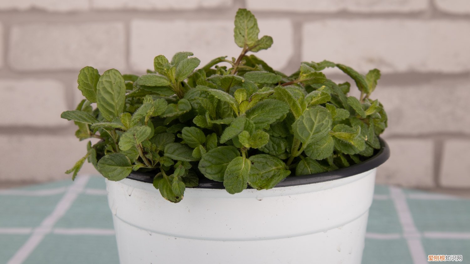薄荷怎么分盆种 薄荷怎么分盆