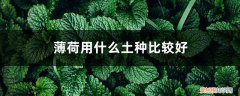 薄荷用什么土种最好 薄荷用什么土种比较好