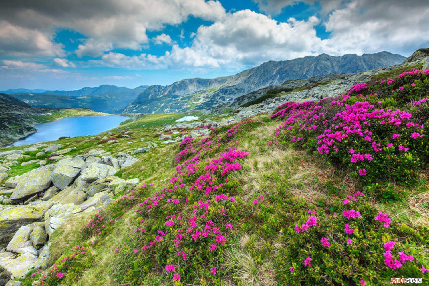 杜鹃花施肥过量了叶子枯萎怎么办 杜鹃花怎么施肥