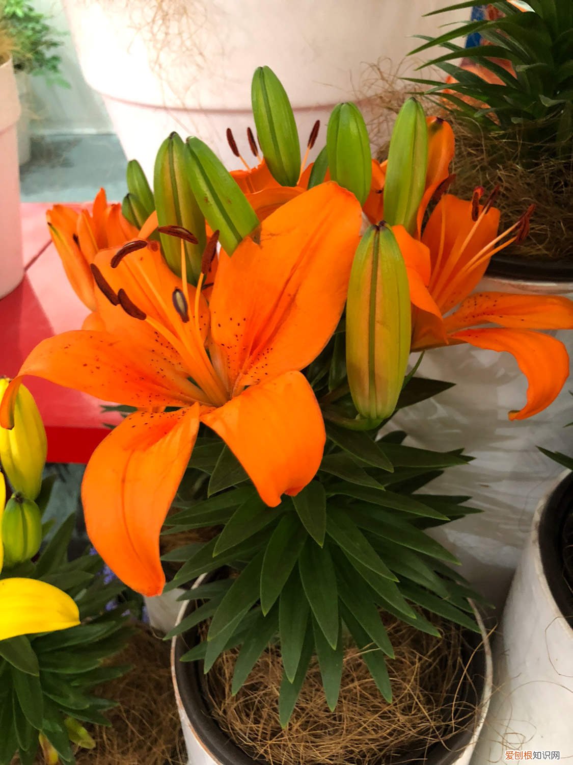 水仙种球到手后,这样处理,轻松开花多,株型美! 百合水仙…天热叶子全掉光，把盆移这儿，温度一降秒变开花机器！