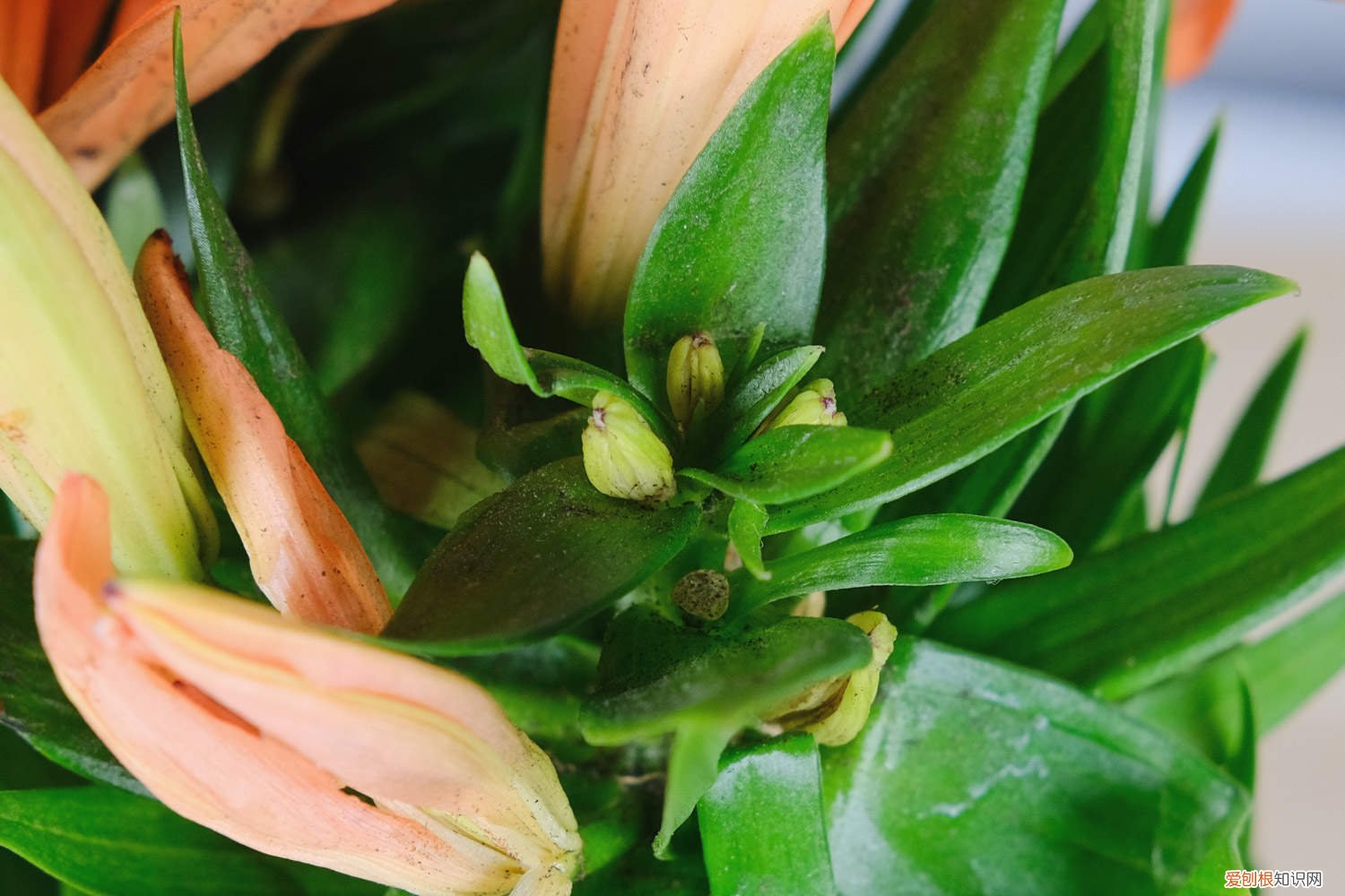 水仙种球到手后,这样处理,轻松开花多,株型美! 百合水仙…天热叶子全掉光，把盆移这儿，温度一降秒变开花机器！