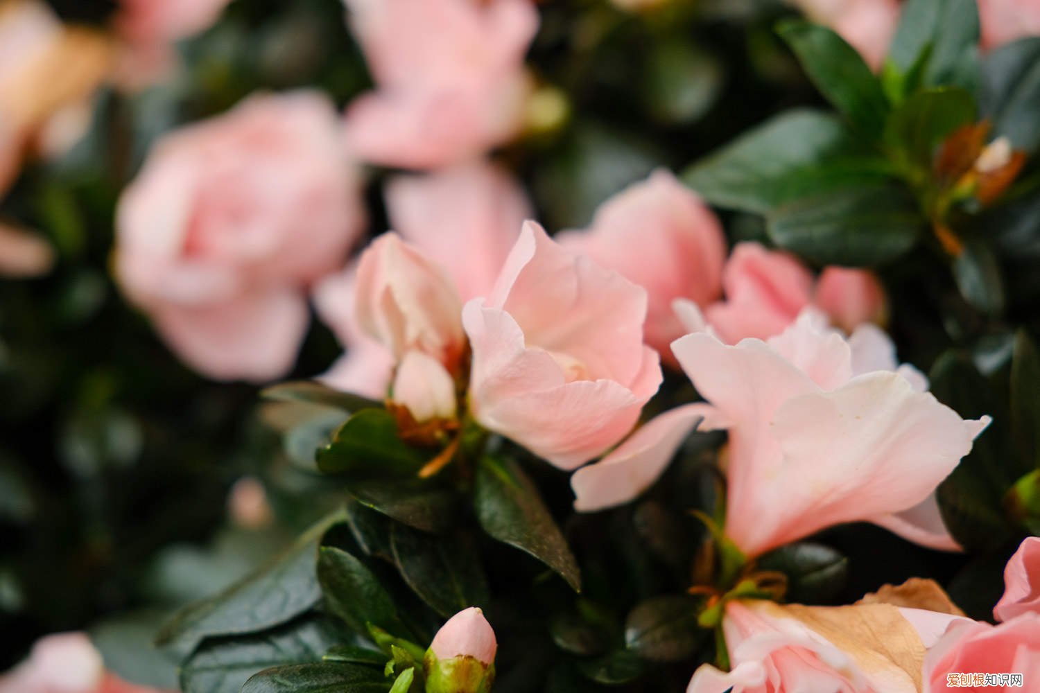 杜鹃花春夏季怎么养 杜鹃花春季怎么养