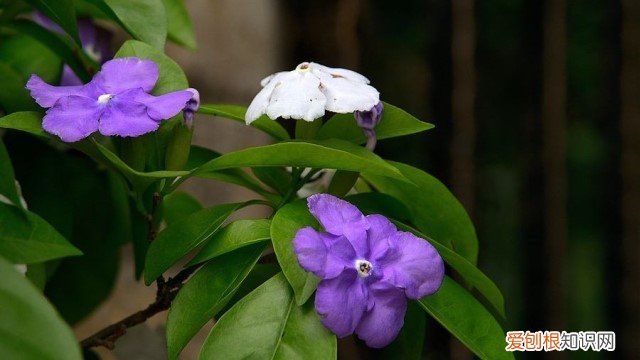 茉莉怎样养 番茉莉怎么养