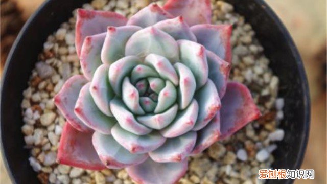 粉蓝鸟适合多大的盆养 粉蓝鸟怎么养