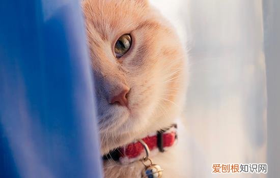 猫咪睡觉时打鼾 猫睡觉打鼾是什么问题