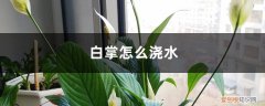 白掌怎么浇水施肥 白掌怎么浇水