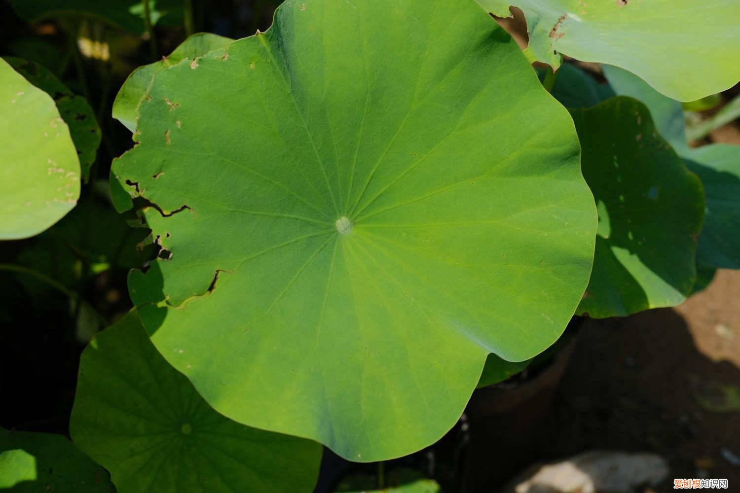 观赏荷花盆栽 观赏荷花的种植方法