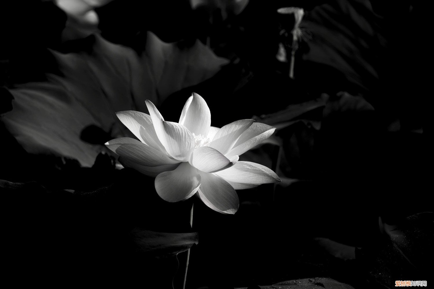 观赏荷花盆栽 观赏荷花的种植方法