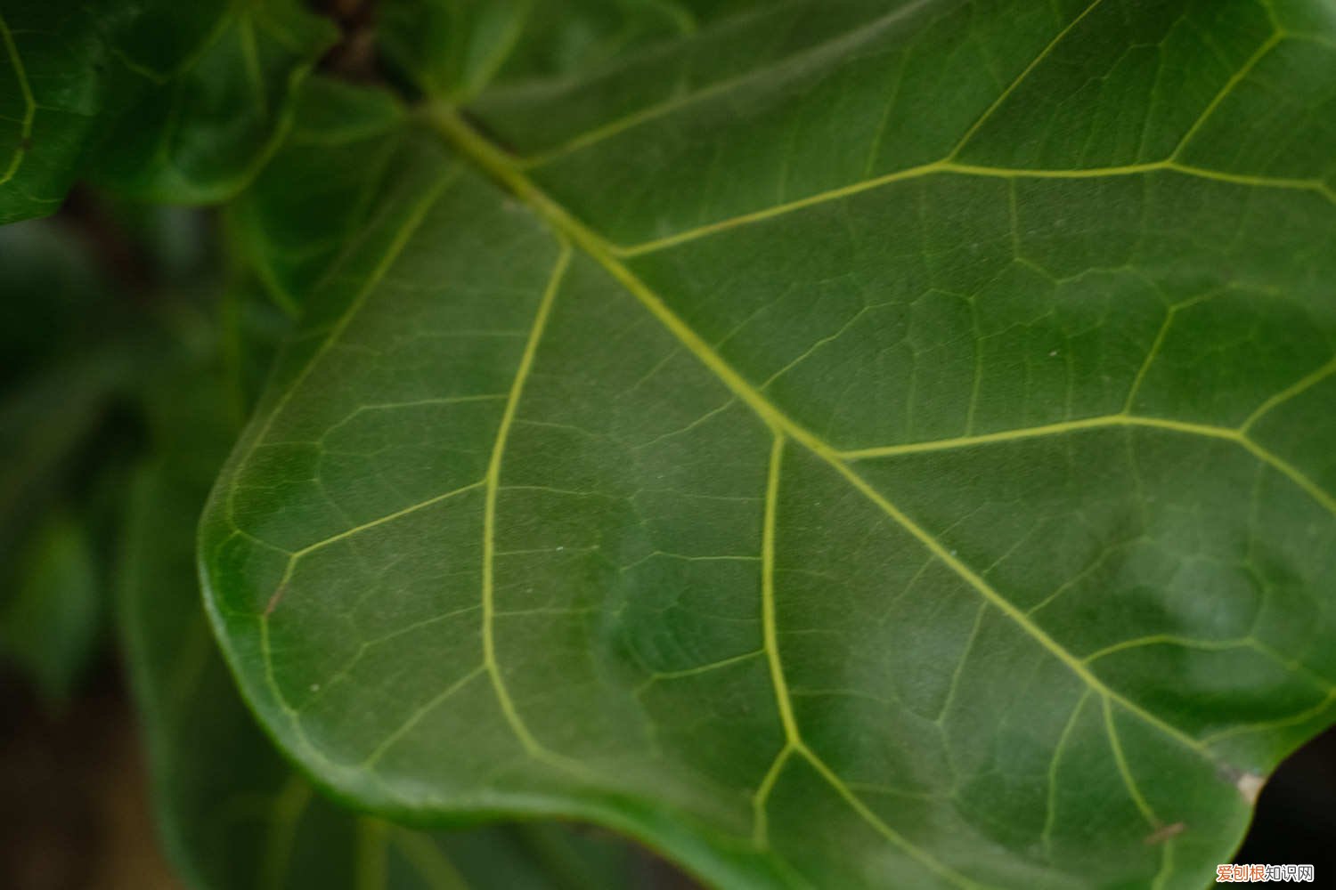 刚买的琴叶榕怎么养 新买的琴叶榕怎么养