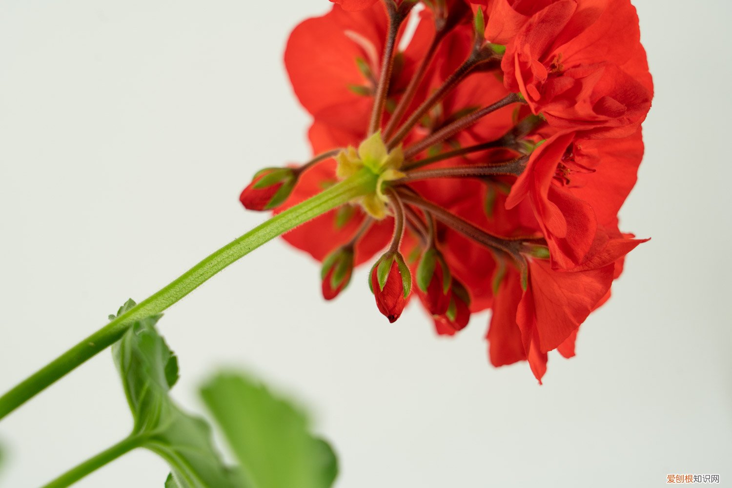 这8种天竺葵,夏天竟然疯狂开花,40度高温都不死 这8种天竺葵，夏天竟然疯狂开花，40度高温都不死！