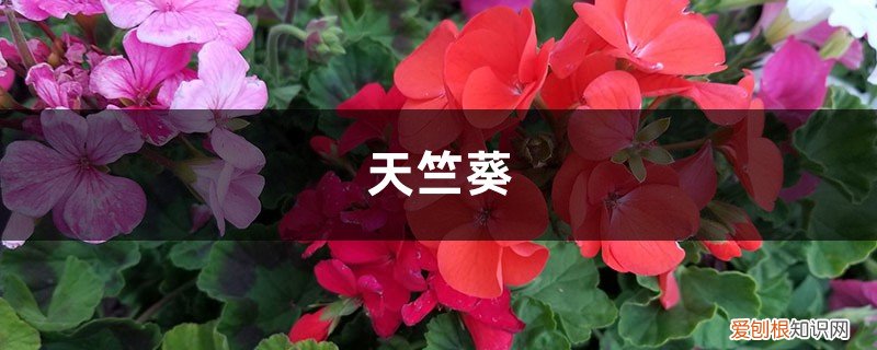 这8种天竺葵,夏天竟然疯狂开花,40度高温都不死 这8种天竺葵，夏天竟然疯狂开花，40度高温都不死！