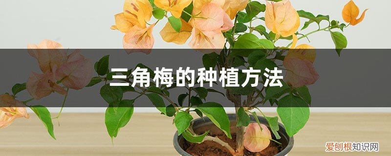 三角梅的种植方法三角梅怎么种植 三角梅的种植方法
