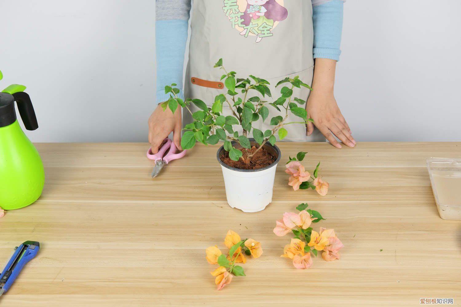 三角梅的种植方法三角梅怎么种植 三角梅的种植方法